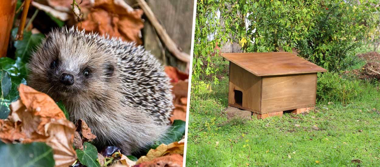 Tuto : Construisez une cabane pour hérissons à mettre dans le jardin