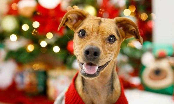 Offrir un animal à Noël : est-ce une bonne idée ?