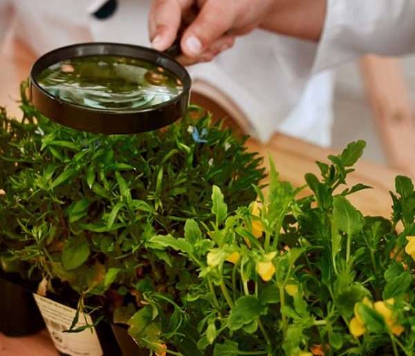 Cette étude très sérieuse prouve que les plantes crient quand elles sont stressées !
