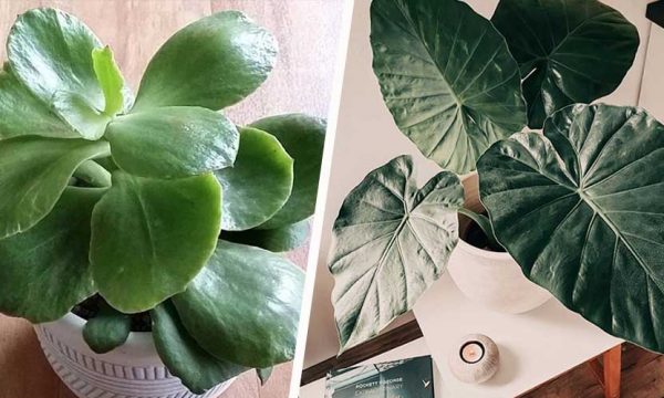 Connaissez-vous ces 5 plantes qui ressemblent à des oreilles d'animaux ?