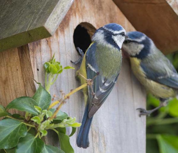 Voici les oiseaux qui mangent les chenilles processionnaires et protègent votre jardin