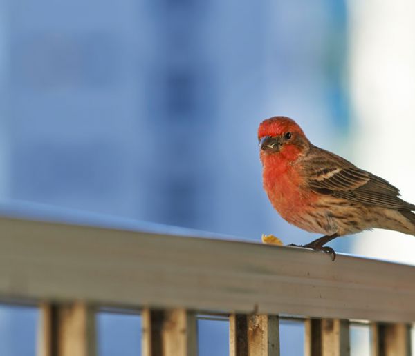 Comment transformer votre balcon en refuge pour la biodiversité ?