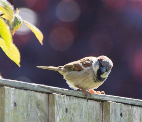 Pendant le confinement, recensez les oiseaux de votre jardin !