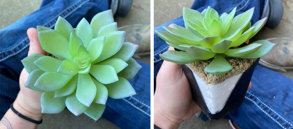 Après deux ans d'entretien, elle se rend compte que sa plante verte est en plastique !