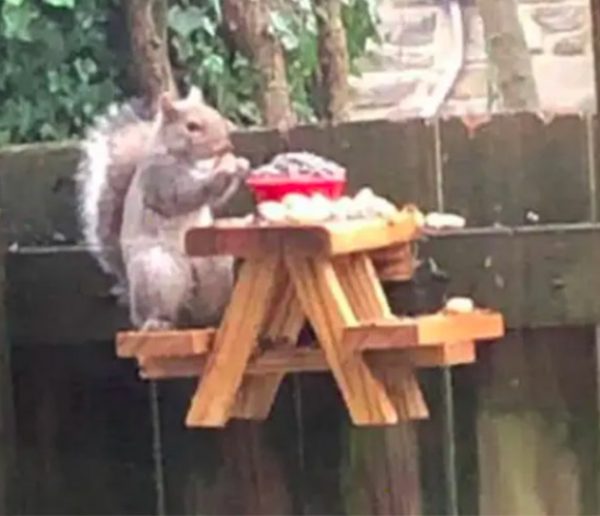 Pour s'occuper, il fabrique une table à pique-nique pour écureuils