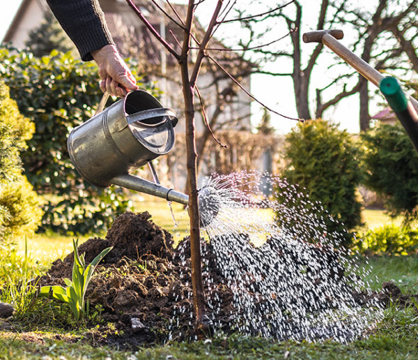 Les 13 astuces ultimes pour arroser votre jardin sans gaspiller l'eau