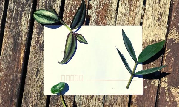 Comment envoyer des boutures par courrier pour offrir des plantes ?