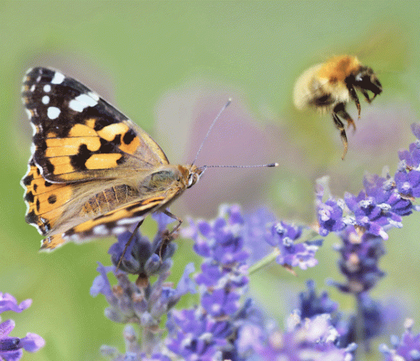 Pour sauver les insectes pollinisateurs, créez des zones fleuries sans pesticide à la maison