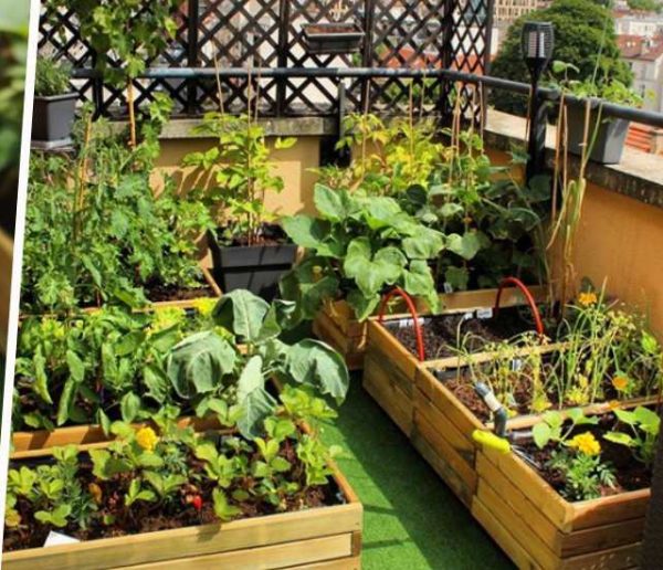 Cultiver un vrai potager sur son balcon : l'exemple inspirant d'une jardinière débutante