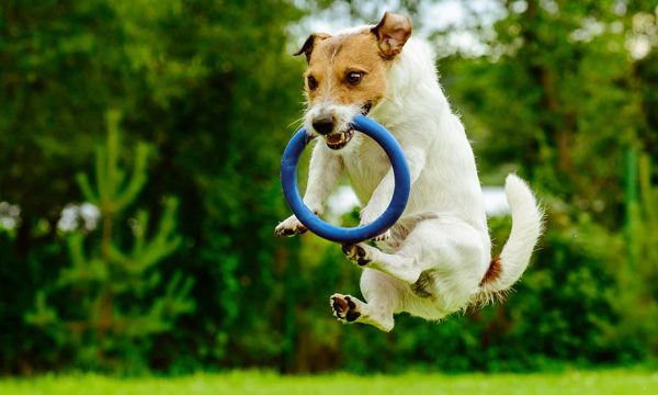 6 idées de jeux DIY à fabriquer pour amuser votre chien
