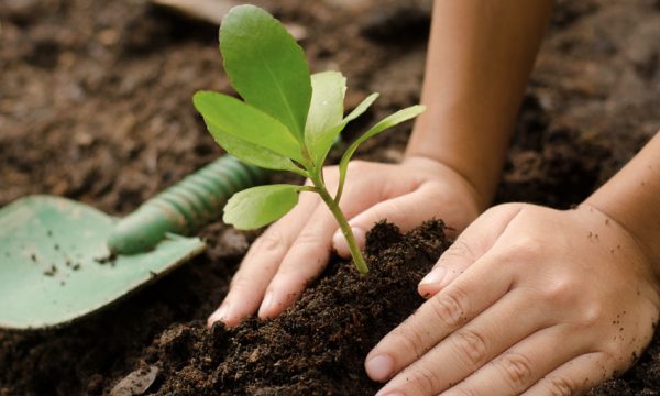 Apprenez à planter une mini forêt près de chez vous grâce à cette formation en ligne