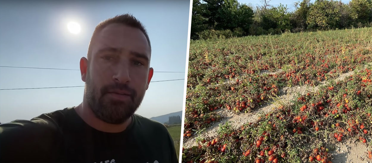 Cet agriculteur a donné 30 tonnes de tomates à des particuliers pour éviter de les jeter