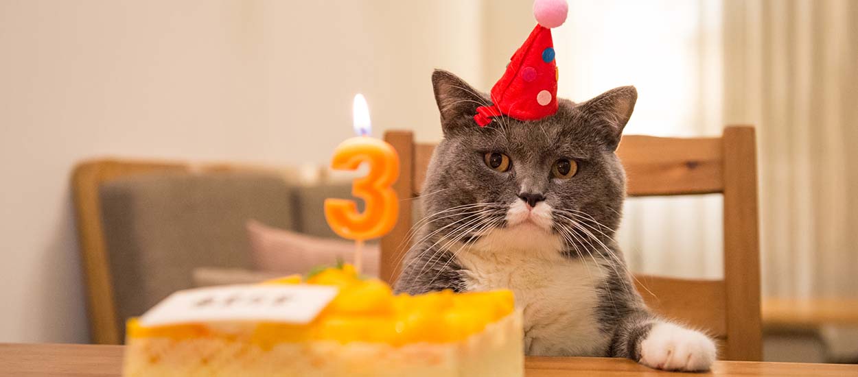 Voici la to-do list à suivre pour organiser l'anniversaire de votre chat