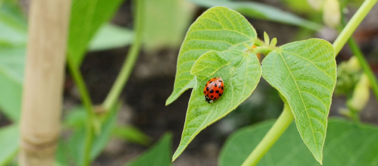 Comment jardiner avec l'aide des insectes ?