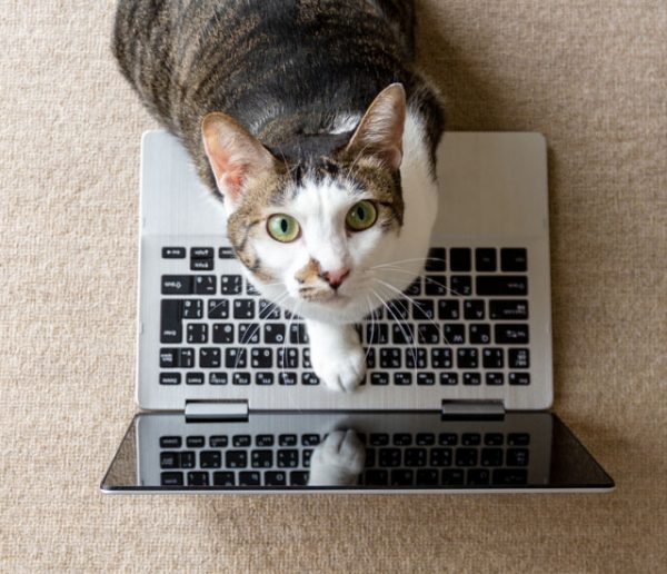 Pourquoi les chats ne peuvent-ils pas s'empêcher de s'installer sur les ordinateurs ?