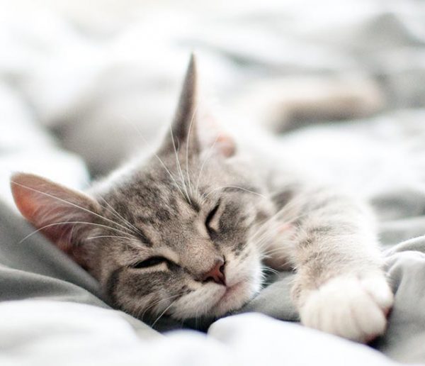 Pourquoi votre chat s'acharne-t-il à dormir dans votre lit ?