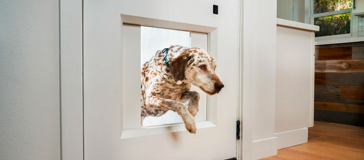 Cette porte intelligente laisse sortir votre chien dans le jardin quand vous êtes absent