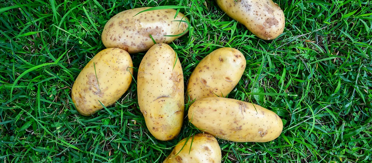 Comment faire pousser facilement des pommes de terre sur gazon ?