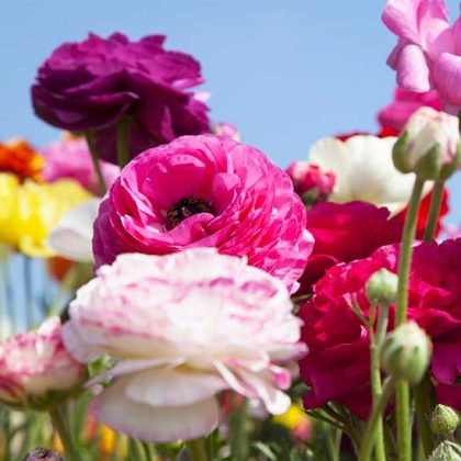 Quelles sont les fleurs vivaces à planter au printemps ?