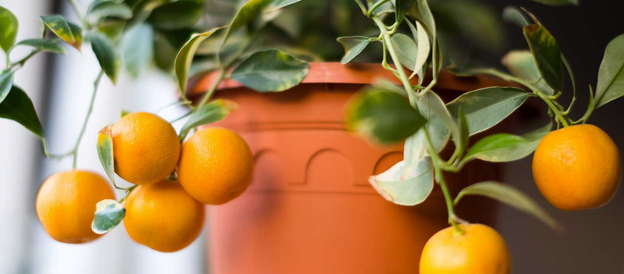 Citronnier et oranger : comment cultiver des agrumes en pot ?