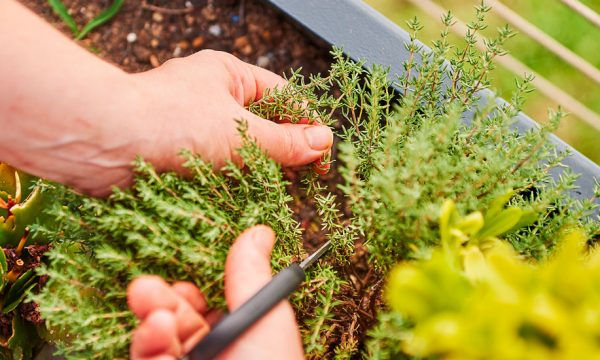 5 techniques pour préparer des potions de plantes et protéger naturellement votre jardin