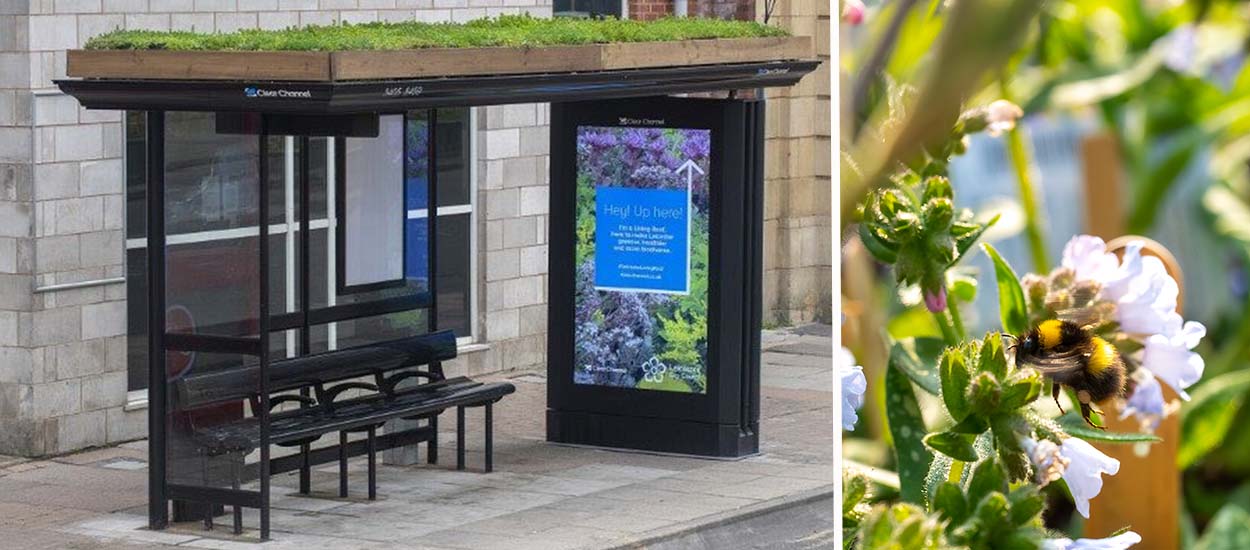 Pour préserver les insectes pollinisateurs, la ville de Leicester fait fleurir le toit de ses abribus