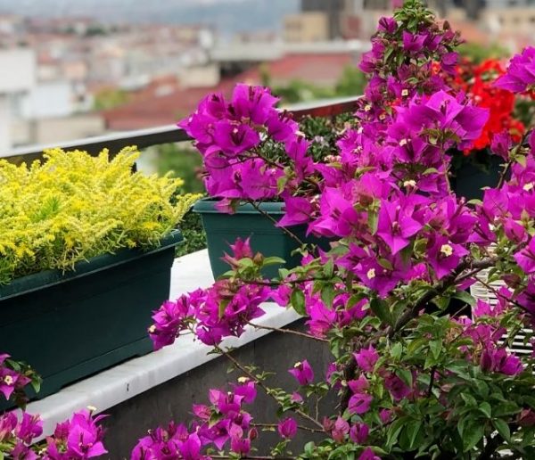 Que planter pour fleurir un balcon exposé au nord et peu ensoleillé ?