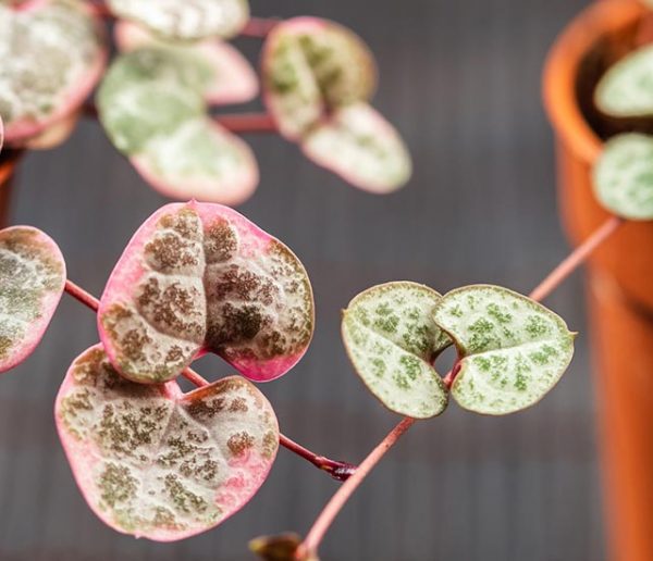 4 mini plantes que l'on a envie d'adopter tout de suite !