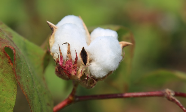 Et si vous faisiez pousser du coton dans votre jardin ?