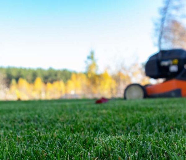 Quand devriez-vous tondre votre pelouse une dernière fois avant l'hiver ?