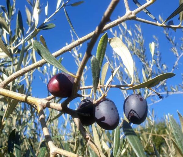 Dans leur jardin, Joël et Gaëlle récoltent des dizaines de kilos d'olives pour produire leur propre huile