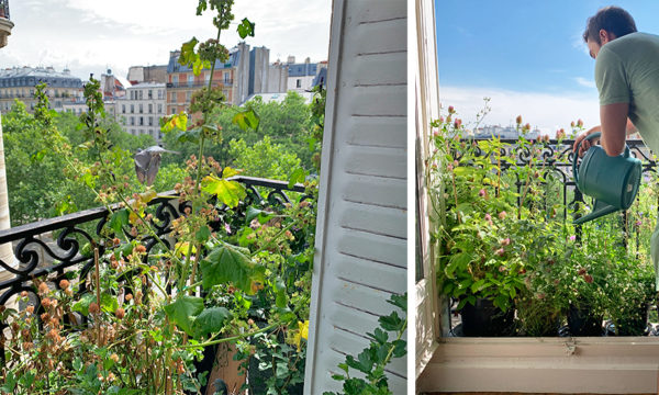 Comment végétaliser un balcon pour attirer les oiseaux comme ce passionné d'animaux ?