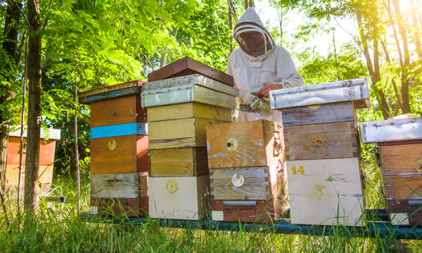 Comment fabriquer sa ruche pour faire du miel (et sauver les abeilles)