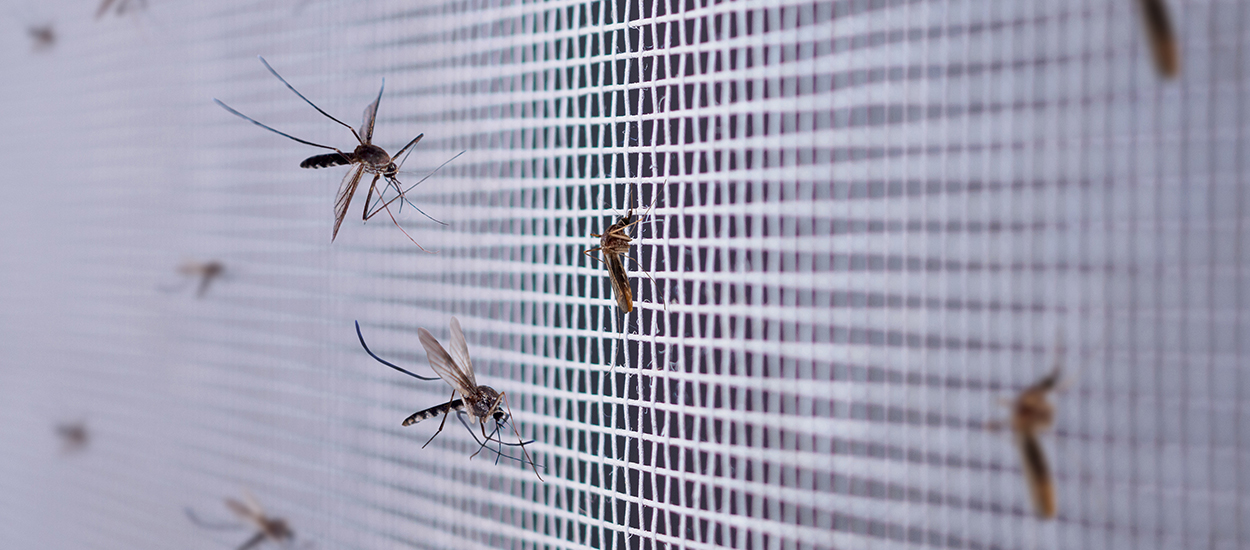 Contre les moustiques cet été : rien de mieux que cette sélection de moustiquaires !