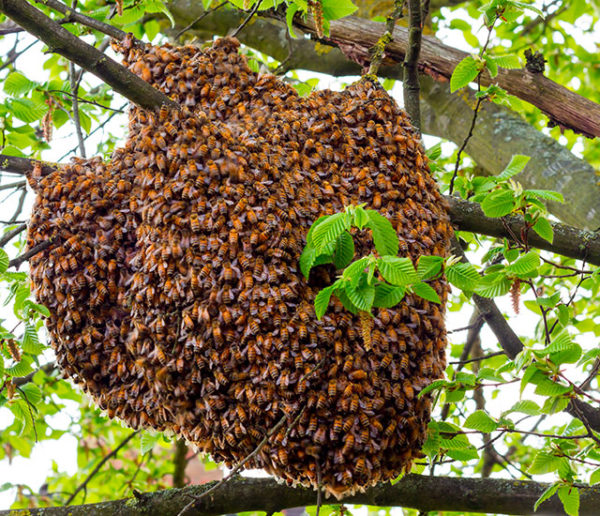 Que faire en présence d'un essaim d'abeilles chez soi ?